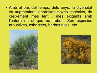 ●   Amb el pas del temps, dels anys, la diversitat
    va augmentant, apareixen noves espècies, de
    creixement més lent i més exigents amb
    l'entorn en el que es troben. Són espècies
    arbustives, esbarzers, herbes altes, etc.
 