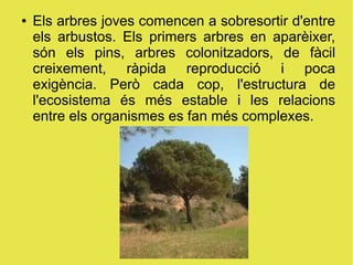 ●   Els arbres joves comencen a sobresortir d'entre
    els arbustos. Els primers arbres en aparèixer,
    són els pins, arbres colonitzadors, de fàcil
    creixement, ràpida reproducció i poca
    exigència. Però cada cop, l'estructura de
    l'ecosistema és més estable i les relacions
    entre els organismes es fan més complexes.
 