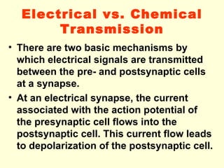 Electrical vs. Chemical Transmission There are two basic mechanisms by which electrical signals are transmitted between the pre- and postsynaptic cells at a synapse. At an electrical synapse, the current associated with the action potential of the presynaptic cell flows into the postsynaptic cell. This current flow leads to depolarization of the postsynaptic cell.   