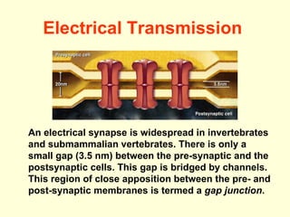Electrical Transmission   An electrical synapse is widespread in invertebrates and submammalian vertebrates. There is only a small gap (3.5 nm) between the pre-synaptic and the postsynaptic cells. This gap is bridged by channels. This region of close apposition between the pre- and post-synaptic membranes is termed a  gap junction . 