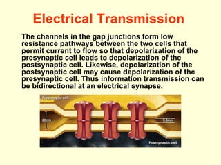 Electrical Transmission   The channels in the gap junctions form low resistance pathways between the two cells that permit current to flow so that depolarization of the presynaptic cell leads to depolarization of the postsynaptic cell. Likewise, depolarization of the postsynaptic cell may cause depolarization of the presynaptic cell. Thus information transmission can be bidirectional at an electrical synapse.  
