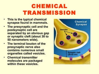 CHEMICAL TRANSMISSION This is the typical chemical synapse found in mammals. The presynaptic cell and the postsynaptic cell are separated by an obvious gap or synaptic cleft (about 30 to 50 nanometers wide). The terminal bouton of the presynaptic nerve also contains numerous small organelles called vesicles. Chemical transmitter molecules are packaged within these vesicles. 