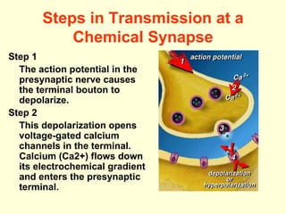 Steps in Transmission at a Chemical Synapse Step 1   The action potential in the presynaptic nerve causes the terminal bouton to depolarize. Step 2 This depolarization opens voltage-gated calcium channels in the terminal. Calcium (Ca2+) flows down its electrochemical gradient and enters the presynaptic terminal.  