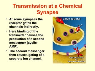 Transmission at a Chemical Synapse At some synapses the receptor gates the channels indirectly.  Here binding of the transmitter causes the production of a second messenger (cyclic-AMP). The second messenger then causes gating of a separate ion channel.  