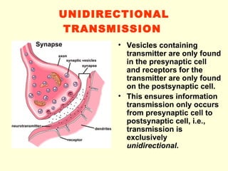 UNIDIRECTIONAL TRANSMISSION   Vesicles containing transmitter are only found in the presynaptic cell and receptors for the transmitter are only found on the postsynaptic cell. This ensures information transmission only occurs from presynaptic cell to postsynaptic cell, i.e., transmission is exclusively  unidirectional . 