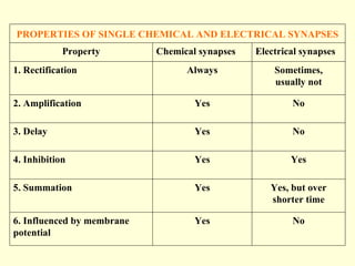 No Yes 6. Influenced by membrane potential Yes, but over shorter time Yes 5. Summation Yes Yes 4. Inhibition No Yes 3. Delay No Yes 2. Amplification Sometimes, usually not Always 1. Rectification Electrical synapses Chemical synapses Property PROPERTIES OF SINGLE CHEMICAL AND ELECTRICAL SYNAPSES 