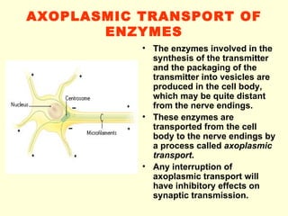 AXOPLASMIC TRANSPORT OF ENZYMES The enzymes involved in the synthesis of the transmitter and the packaging of the transmitter into vesicles are produced in the cell body, which may be quite distant from the nerve endings. These enzymes are transported from the cell body to the nerve endings by a process called  axoplasmic transport . Any interruption of axoplasmic transport will have inhibitory effects on synaptic transmission.  