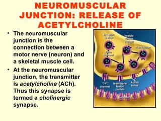 NEUROMUSCULAR JUNCTION: RELEASE OF ACETYLCHOLINE The neuromuscular junction is the connection between a motor nerve (neuron) and a skeletal muscle cell. At the neuromuscular junction, the transmitter is  acetylcholine  (ACh). Thus this synapse is termed a  cholinergic  synapse.  