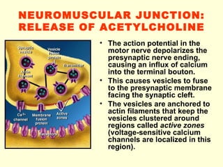NEUROMUSCULAR JUNCTION: RELEASE OF ACETYLCHOLINE The action potential in the motor nerve depolarizes the presynaptic nerve ending, causing an influx of calcium into the terminal bouton. This causes vesicles to fuse to the presynaptic membrane facing the synaptic cleft. The vesicles are anchored to actin filaments that keep the vesicles clustered around regions called  active zones  (voltage-sensitive calcium channels are localized in this region). 