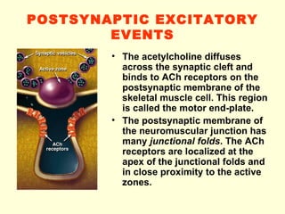 POSTSYNAPTIC EXCITATORY EVENTS The acetylcholine diffuses across the synaptic cleft and binds to ACh receptors on the postsynaptic membrane of the skeletal muscle cell. This region is called the motor end-plate. The postsynaptic membrane of the neuromuscular junction has many  junctional folds . The ACh receptors are localized at the apex of the junctional folds and in close proximity to the active zones. 