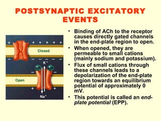 POSTSYNAPTIC EXCITATORY EVENTS Binding of ACh to the receptor causes directly gated channels in the end-plate region to open. When opened, they are permeable to small cations (mainly sodium and potassium). Flux of small cations through these channels leads to a depolarization of the end-plate region towards an equilibrium potential of approximately 0 mV. This potential is called an  end-plate potential  (EPP). 