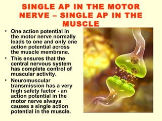 SINGLE AP IN THE MOTOR NERVE – SINGLE AP IN THE MUSCLE One action potential in the motor nerve normally leads to one and only one action potential across the muscle membrane. This ensures that the central nervous system has complete control of muscular activity. Neuromuscular transmission has a very high safety factor - an action potential in the motor nerve always causes a single action potential in the muscle. 