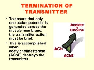 TERMINATION OF TRANSMITTER   To ensure that only one action potential is generated across the muscle membrane, the transmitter action must be brief. This is accomplished when acetylcholinesterase (AChE) destroys the transmitter.   