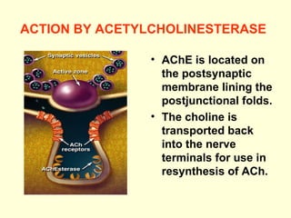 ACTION BY ACETYLCHOLINESTERASE   AChE is located on the postsynaptic membrane lining the postjunctional folds.  The choline is transported back into the nerve terminals for use in resynthesis of ACh.   