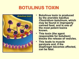 BOTULINUS TOXIN   Botulinus toxin is produced by the anerobic bacillus  Clostridium botulinum , which may be found in improperly canned food, and is one of the most potent toxins known. This toxin (the agent responsible for botulism) blocks the release of vesicles.  This leads to muscle paralysis and, if the diaphragm becomes affected, can be fatal.  