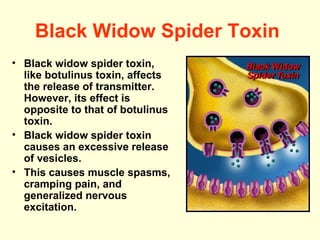 Black Widow Spider Toxin   Black widow spider toxin, like botulinus toxin, affects the release of transmitter. However, its effect is opposite to that of botulinus toxin. Black widow spider toxin causes an excessive release of vesicles. This causes muscle spasms, cramping pain, and generalized nervous excitation . 