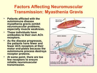 Factors Affecting Neuromuscular Transmission: Myasthenia Gravis Patients afflicted with the autoimmune disease myasthenia gravis exhibit neuromuscular problems, especially muscle weakness.  These individuals have antibodies to their own ACh receptors. As the disease progresses, the patients have fewer and fewer ACh receptors at their motor end-plates because the autoimmune process destroys receptor proteins. At some point, there are too few receptors to ensure reliable neuromuscular transmission. 