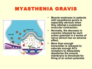MYASTHENIA GRAVIS Muscle weakness in patients with myasthenia gravis is especially obvious when they attempt a sustained muscular contraction.  Normally, the decrease in vesicles released by each action potential in a series of nerve stimuli has no adverse effect. More than enough transmitter is released to saturate enough ACh receptors to adequately depolarize the muscle membrane to threshold for firing of an action potential. 