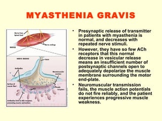 MYASTHENIA GRAVIS Presynaptic release of transmitter in patients with myasthenia is normal, and decreases with repeated nerve stimuli. However, they have so few ACh receptors that this normal decrease in vesicular release means an insufficient number of postsynaptic channels open to adequately depolarize the muscle membrane surrounding the motor end-plate. Neuromuscular transmission fails, the muscle action potentials do not fire reliably, and the patient experiences progressive muscle weakness.  