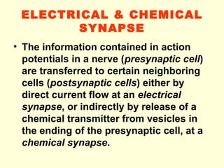 ELECTRICAL & CHEMICAL SYNAPSE The information contained in action potentials in a nerve ( presynaptic cell ) are transferred to certain neighboring cells ( postsynaptic cells ) either by direct current flow at an  electrical synapse , or indirectly by release of a chemical transmitter from vesicles in the ending of the presynaptic cell, at a  chemical synapse . 