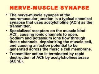 NERVE-MUSCLE SYNAPSE The nerve-muscle synapse at the neuromuscular junction is a typical chemical synapse that uses acetylcholine (ACh) as the transmitter. Specialized receptors on the muscle bind ACh, causing ionic channels to open. Sodium and potassium ions flow through these channels, depolarizing the muscle cell, and causing an action potential to be generated across the muscle cell membrane. Transmitter action is terminated by rapid destruction of ACh by acetylcholinesterase (AChE). 
