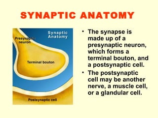 SYNAPTIC ANATOMY   The synapse is made up of a presynaptic neuron, which forms a terminal bouton, and a postsynaptic cell.  The postsynaptic cell may be another nerve, a muscle cell, or a glandular cell.  