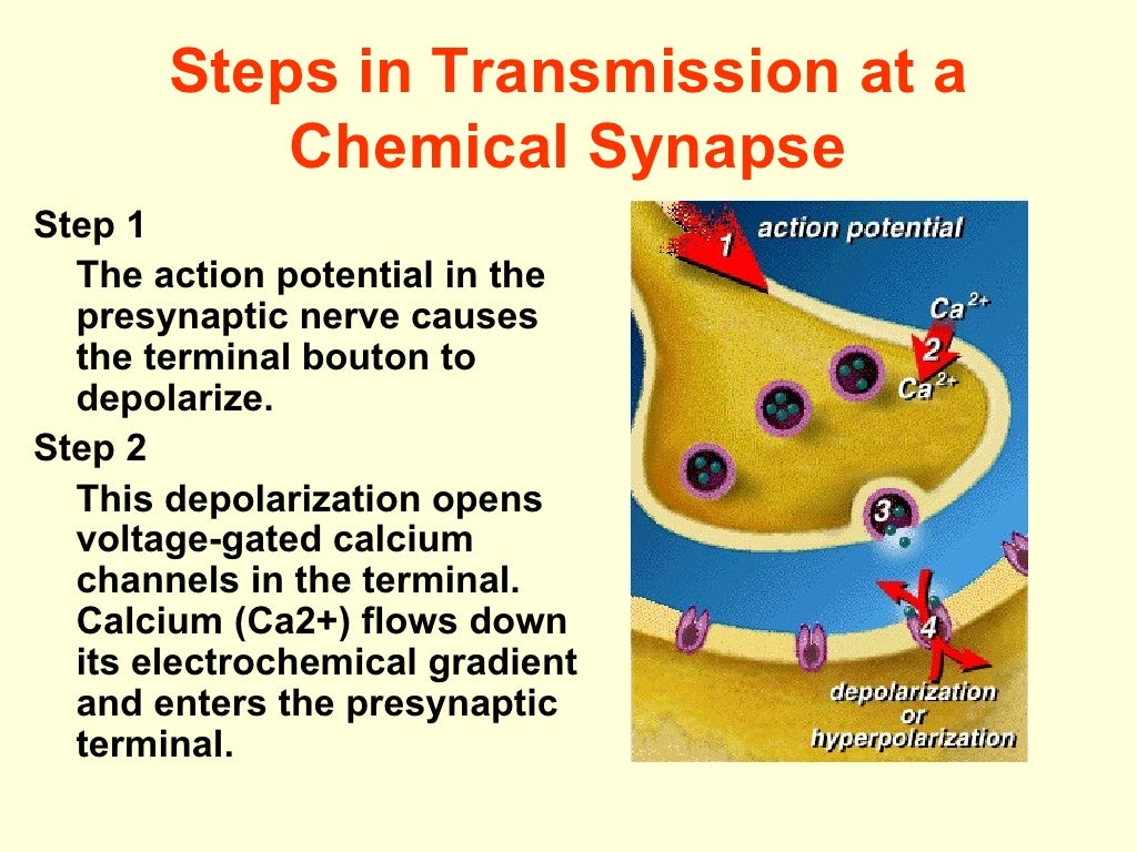 Why Is Synapse X Not Working