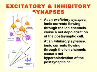 3. synapse 08-09 | PPT