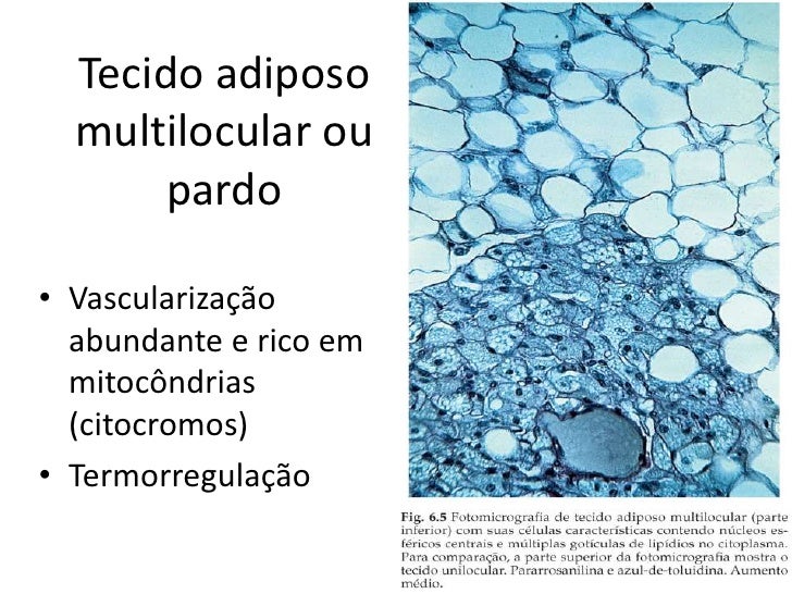 3 Tecido Adiposo 3 Tecido Adiposo