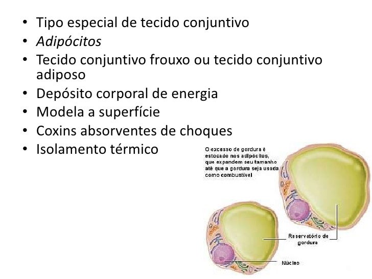 3 Tecido Adiposo 3 Tecido Adiposo