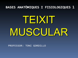TEIXIT MUSCULAR PROFESSOR: TONI GORDILLO 