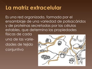 Es una red organizada, formada por el ensamblaje de una variedad de polisacáridos y de proteínas secretadas por las células estables, que determina las propiedades físicas de cada  una de las varie- dades de tejido  conjuntivo 