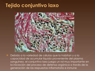 Debido a la variedad de células que lo habitan y a la capacidad de acumular líquido proveniente del plasma sanguíneo, el conjuntivo laxo juega un rol muy importante en la iniciación del proceso de defensa orgánica a través de la generación de las respuestas inflamatoria e inmune  