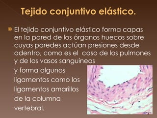 El tejido conjuntivo elástico forma capas en la pared de los órganos huecos sobre cuyas paredes actúan presiones desde adentro, como es el  caso de los pulmones y de los vasos sanguíneos  y forma algunos  ligamentos como los  ligamentos amarillos  de la columna  vertebral. 
