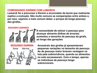 COMPARANDO DARWIN COM LAMARCK
Lamarck foi o precursor e Darwin o enunciador da teoria que realmente
explica a evolução. São muito comuns as comparações entre ambos e,
por isso, vejamos a mais comum delas: o porque do longo pescoço
das girafas..
SEGUNDO LAMARCK
A necessidade de esticar o pescoço para
alcançar alimento (folhas de árvores)
aumentou o tamanho do pescoço da girafa,
ao longo das gerações
Ancestrais das girafas já apresentavam
pequenas variações no tamanho do pescoço.
As de pescoço maior levaram vantagem na
luta pela sobrevivência, quando os alimentos
no solo escassearam. Com o tempo, apenas
os indivíduos de pescoço longo
sobreviveram.
SEGUNDO DARWIN
 