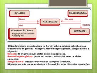 O Neodarwinismo associa a ideia de Darwin sobre a seleção natural com os
fundamentos da genética: mutações, recombinações gênicas, seleção natural e
migração.
Mutação: dá origem a novos alelos dentro da população.
Recombinações gênicas: provocam novas combinações entre os alelos
existentes.
Seleção natural: seleciona mantendo as variações favoráveis.
Migração: permite que se estabeleça o fluxo gênico entre diferentes populações.
 