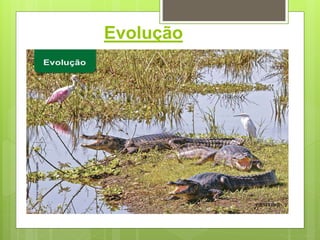 Evolução
 