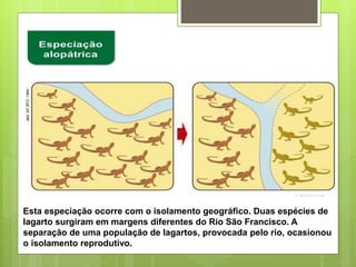 Esta especiação ocorre com o isolamento geográfico. Duas espécies de
lagarto surgiram em margens diferentes do Rio São Francisco. A
separação de uma população de lagartos, provocada pelo rio, ocasionou
o isolamento reprodutivo.
 