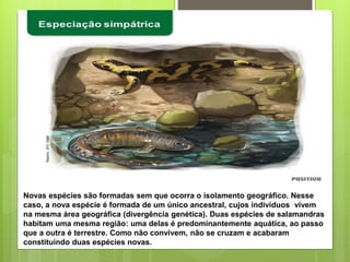 Novas espécies são formadas sem que ocorra o isolamento geográfico. Nesse
caso, a nova espécie é formada de um único ancestral, cujos indivíduos vivem
na mesma área geográfica (divergência genética). Duas espécies de salamandras
habitam uma mesma região: uma delas é predominantemente aquática, ao passo
que a outra é terrestre. Como não convivem, não se cruzam e acabaram
constituindo duas espécies novas.
 