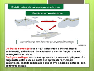 Os órgãos homólogos são os que apresentam a mesma origem
embrionária, podendo ou não apresentar a mesma função: a asa do
morcego e a asa da ave.
Os órgãos análogos são os que apresentam a mesma função, mas têm
origem diferente: a asa de inseto que apresenta nervuras de
sustentação, quando comparada à asa da ave e à asa do morcego, com
estruturas ósseas.
 