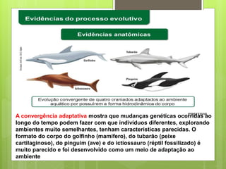 A convergência adaptativa mostra que mudanças genéticas ocorridas ao
longo do tempo podem fazer com que indivíduos diferentes, explorando
ambientes muito semelhantes, tenham características parecidas. O
formato do corpo do golfinho (mamífero), do tubarão (peixe
cartilaginoso), do pinguim (ave) e do ictiossauro (réptil fossilizado) é
muito parecido e foi desenvolvido como um meio de adaptação ao
ambiente
 