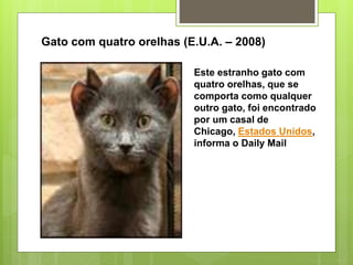 Gato com quatro orelhas (E.U.A. – 2008)
Este estranho gato com
quatro orelhas, que se
comporta como qualquer
outro gato, foi encontrado
por um casal de
Chicago, Estados Unidos,
informa o Daily Mail
 