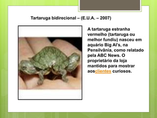 Tartaruga bidirecional – (E.U.A. – 2007)
A tartaruga estranha
vermelho (tartaruga ou
melhor fundiu) nasceu em
aquário Big Al’s, na
Pensilvânia, como relatado
pela ABC News. O
proprietário da loja
mantidos para mostrar
aosclientes curiosos.
 