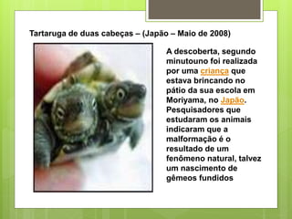 Tartaruga de duas cabeças – (Japão – Maio de 2008)
A descoberta, segundo
minutouno foi realizada
por uma criança que
estava brincando no
pátio da sua escola em
Moriyama, no Japão.
Pesquisadores que
estudaram os animais
indicaram que a
malformação é o
resultado de um
fenômeno natural, talvez
um nascimento de
gêmeos fundidos
 