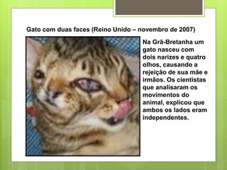 Gato com duas faces (Reino Unido – novembro de 2007)
Na Grã-Bretanha um
gato nasceu com
dois narizes e quatro
olhos, causando a
rejeição de sua mãe e
irmãos. Os cientistas
que analisaram os
movimentos do
animal, explicou que
ambos os lados eram
independentes.
 