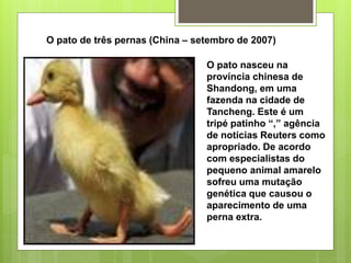 O pato de três pernas (China – setembro de 2007)
O pato nasceu na
província chinesa de
Shandong, em uma
fazenda na cidade de
Tancheng. Este é um
tripé patinho “,” agência
de notícias Reuters como
apropriado. De acordo
com especialistas do
pequeno animal amarelo
sofreu uma mutação
genética que causou o
aparecimento de uma
perna extra.
 