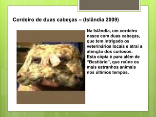 Cordeiro de duas cabeças – (Islândia 2009)
Na Islândia, um cordeiro
nasce com duas cabeças,
que tem intrigado os
veterinários locais e atrai a
atenção dos curiosos.
Esta cópia é para além de
“Bestiário”, que reúne os
mais estranhos animais
nos últimos tempos.
 