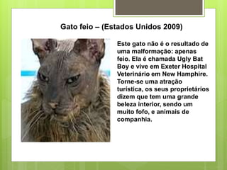 Gato feio – (Estados Unidos 2009)
Este gato não é o resultado de
uma malformação: apenas
feio. Ela é chamada Ugly Bat
Boy e vive em Exeter Hospital
Veterinário em New Hamphire.
Torne-se uma atração
turística, os seus proprietários
dizem que tem uma grande
beleza interior, sendo um
muito fofo, e animais de
companhia.
 