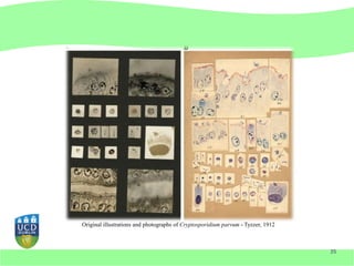 Original illustrations and photographs of Cryptosporidium parvum - Tyzzer, 1912



                                                                                  35
 