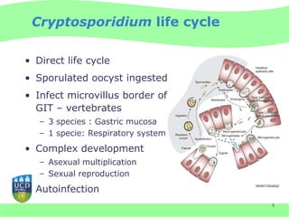 Cryptosporidium life cycle

• Direct life cycle
• Sporulated oocyst ingested
• Infect microvillus border of
  GIT – vertebrates
   – 3 species : Gastric mucosa
   – 1 specie: Respiratory system
• Complex development
   – Asexual multiplication
   – Sexual reproduction
• Autoinfection
                                    5
 